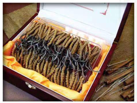 郫县冬虫夏草回收